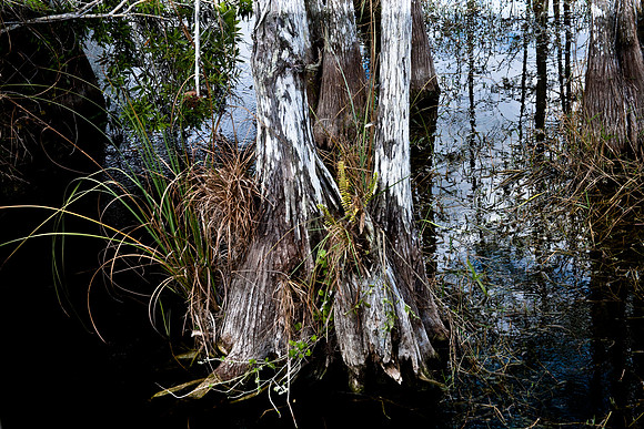 2527_EVERGLADES_MIAMI_FLORIDA_AOM_20090315__A0M1284