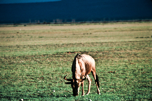 55397_SL_COLOR_BUFFALO_WILDBEAST_KILIMANJARO_KENYA_AFRICA_1989_15