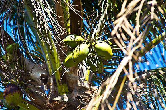 4975_DG_Palm_Tree_Fisher_Miami_FL_2010_IMG_1138