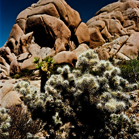 2334_FM_COLOR_JOSHUA_TREE_CA_02_9.jpg