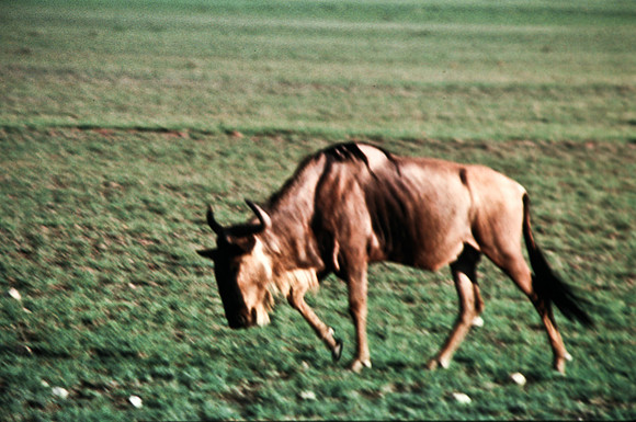 55397_SL_COLOR_BUFFALO_WILDBEAST_KILIMANJARO_KENYA_AFRICA_1989_2