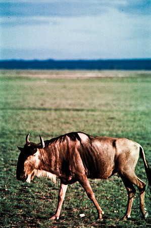 55397_SL_COLOR_BUFFALO_WILDBEAST_KILIMANJARO_KENYA_AFRICA_1989_4