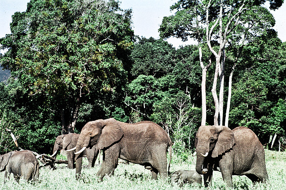 55392_SL_COLOR_ELEPHANTS_MASAI_KENYA_AFRICA_1989_1
