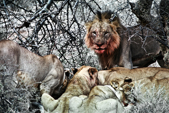 55449_SL_COLOR_LIONS_SUMBURU_KENYA_AFRICA_1989_3