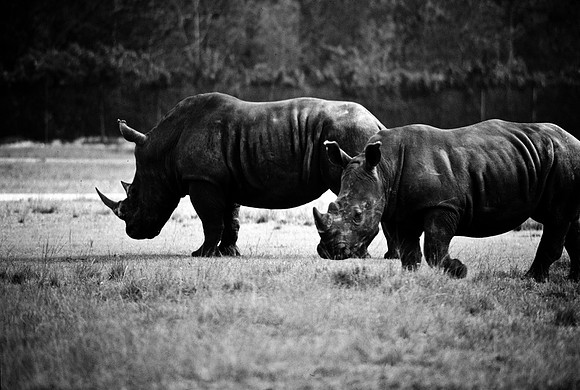 55398_SL_COLOR_RINOS_KILIMANJARO_KENYA_AFRICA_1989