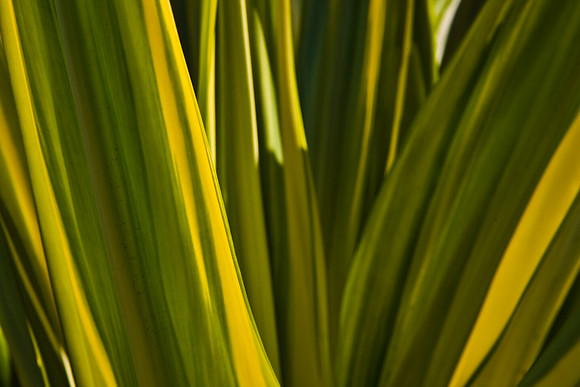 2905_DG_Fisher_Trees_Plants_Miami_FL_20090130_5L8Y0092