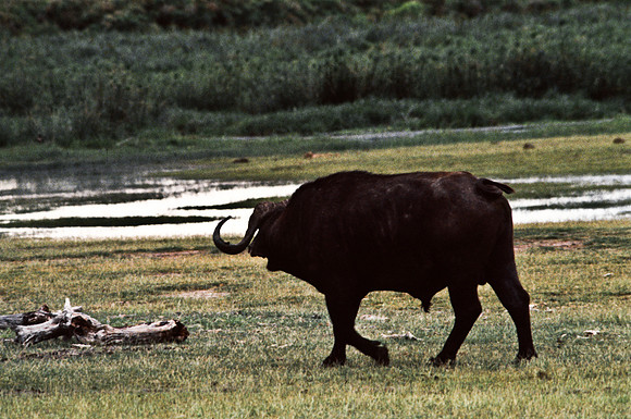 55396_SL_COLOR_BUFFALO_MASAI_KENYA_AFRICA_1989_2
