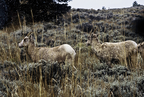 47350_B2_SL_COLOR_US_TOUR_ROCKY_MOUNTAINS_WY_97_10.jpg