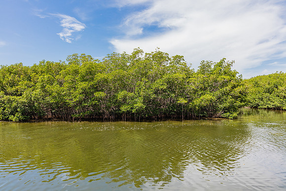 20160711_Key_West__75A0058