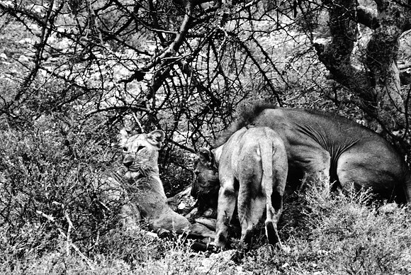 55444_SL_COLOR_LIONS_SUMBURU_KENYA_AFRICA_1989_1