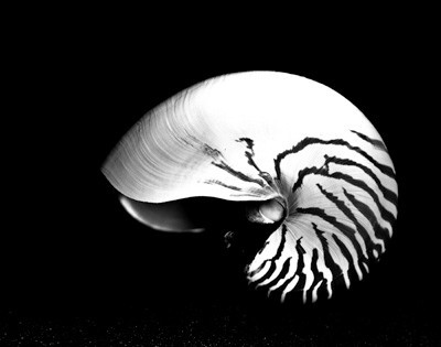 42447_FM_4X5_BW_NATNAUT_SHELLS_FL_04_01
