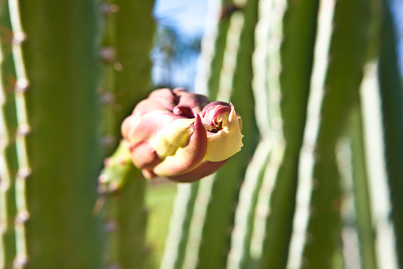 0031_La_Arizona_5L8Y5141