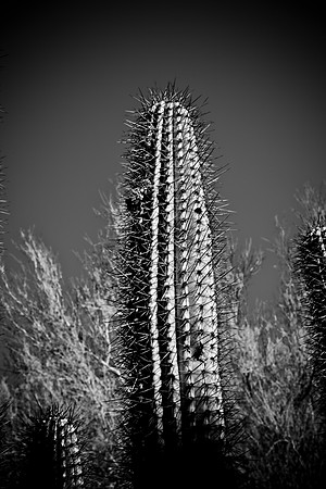 0031_La_Arizona_5L8Y5274