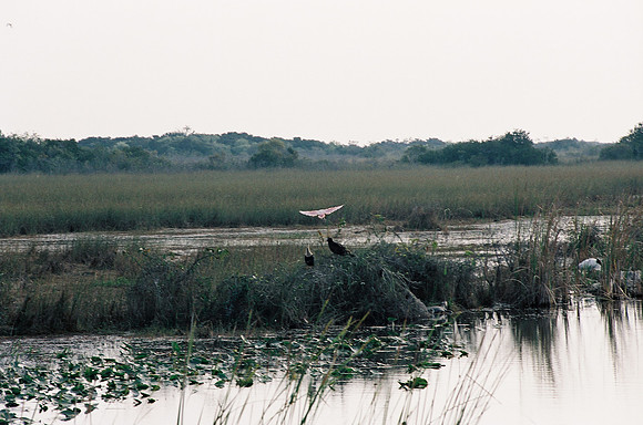 84694_EVERGLADES 33936__Azuley-R1-34A 1