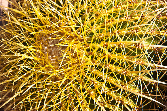 0031_DG_Cactus_Scottsdale_AZ_USA_2009_5L8Y5226