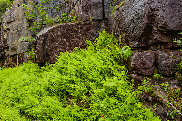 20060628_Maine_ZV4N1140