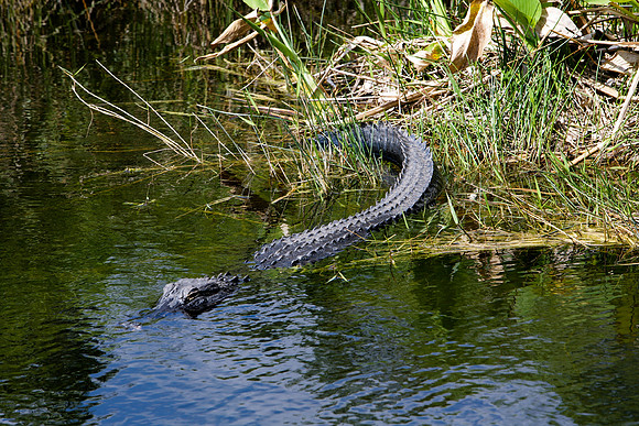 84673_ZV4N_1374_Everglades_Shark_Valley_FL_USA