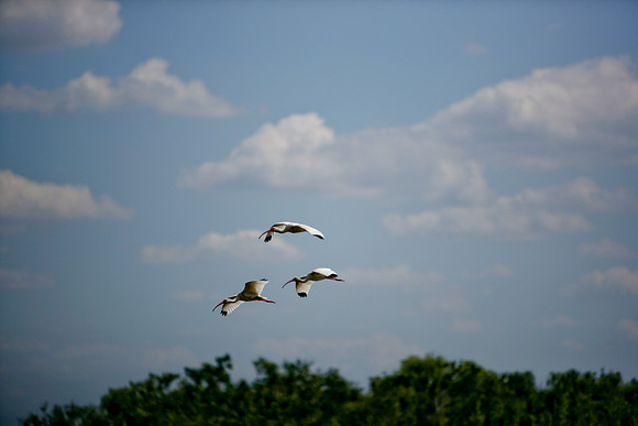 84673_ZV4N_1439_Everglades_Shark_Valley_FL_USA