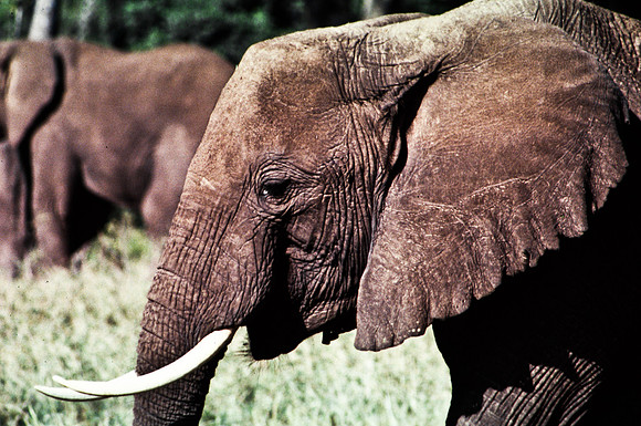 55393_SL_COLOR_ELEPHANTS_MASAI_KENYA_AFRICA_1989_6