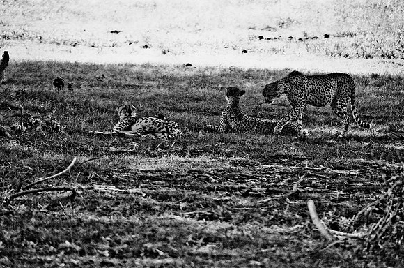 B3_82005_BW_194_New_Masa_Mara_Africa_89_33