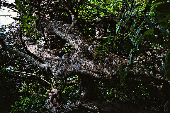 FILM