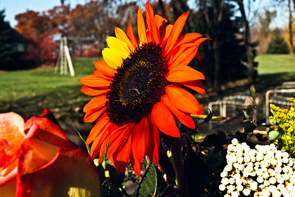 0337_FM_COLOR_MINESOTA_99_15.jpg
