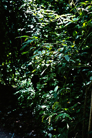 FILM