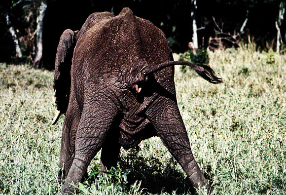 55393_SL_COLOR_ELEPHANTS_MASAI_KENYA_AFRICA_1989_20