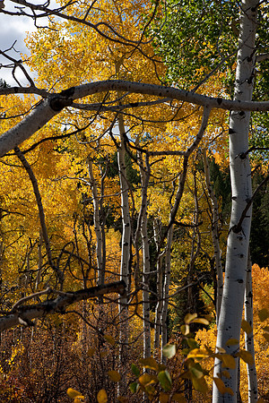 20080829_DVD15_DG_USA_Aspen_2079_full_blead