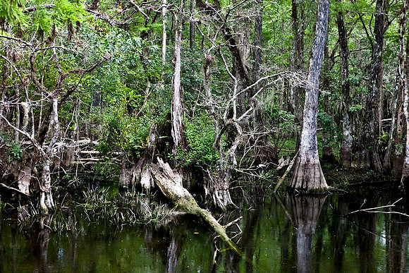 2528_EVERGLADES_MIAMI_FLORIDA_200903016_5L8Y3036