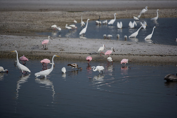 85545_ZV4N_7181_Miami_To_Sanibel_Island_FL