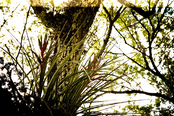 2527_EVERGLADES_MIAMI_FLORIDA_AOM_20090315__A0M1321