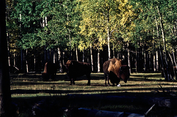 06824_B19_SL_COLOR_BISON_NAT_PARK_LAKE_LOUIS_VILLAGE_WS_97_05.jpg