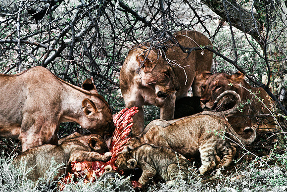 55444_SL_COLOR_LIONS_SUMBURU_KENYA_AFRICA_1989_9