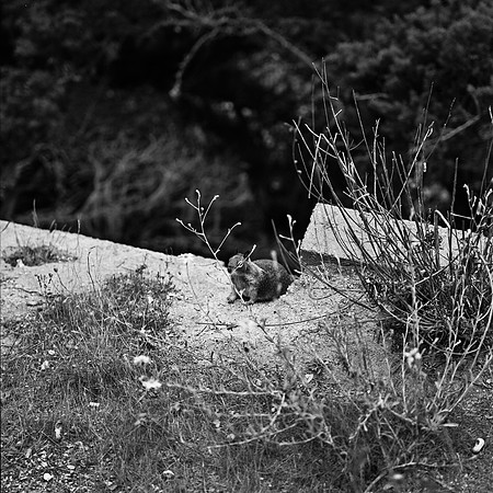 2368_FM_BW_CARMEL_CA_02_1.jpg
