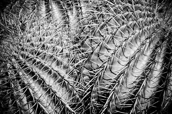0031_DG_Cactus_Scottsdale_AZ_USA_2009_5L8Y5230