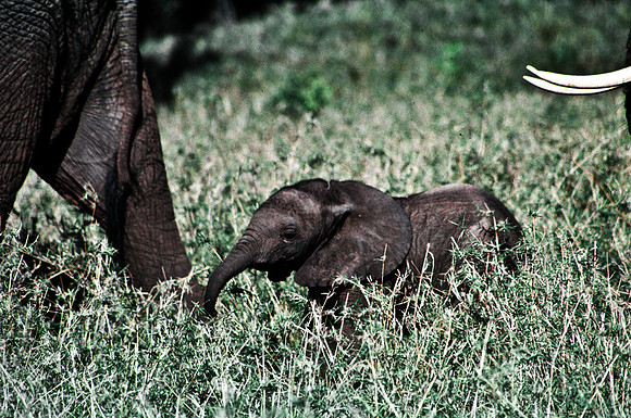 55394_SL_COLOR_ELEPHANTS_MASAI_KENYA_AFRICA_1989_4