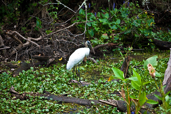 84681_ZV4N_7830_FL_USA_2008