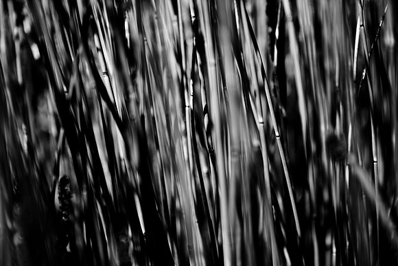 36409_DG_CALIFORNIA_USA_2007_ZV4N_0662-2