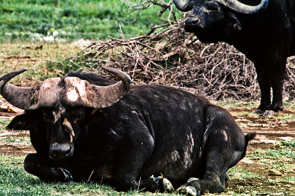 55396_SL_COLOR_BUFFALO_MASAI_KENYA_AFRICA_1989_6