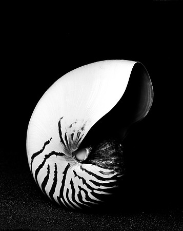 42436_FM_4X5_BW_NATNAUT_SHELLS_FL_04_05.jpg