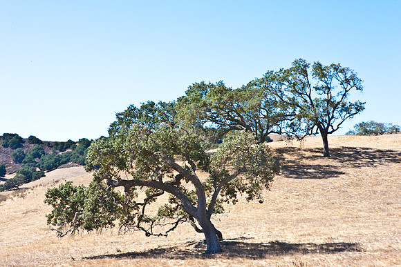 0028_Frisco_To_LA_5L8Y2356