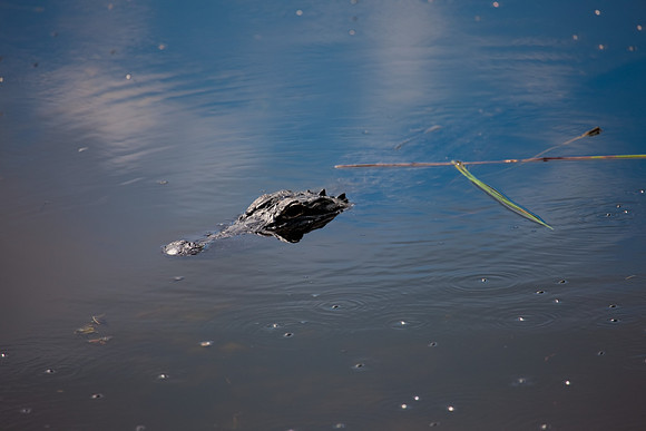 2528_EVERGLADES_MIAMI_FLORIDA_200903016_5L8Y2853