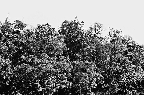B3_82001_BW_194_New_Safari_Lion_Track_Africa_89_27