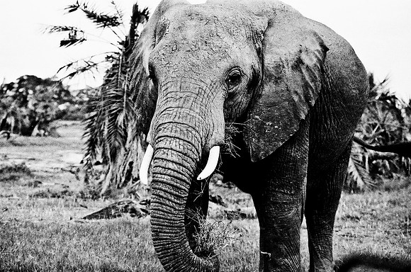 B3_82007_BW_194_New_Masa_Mara_Africa_89_17