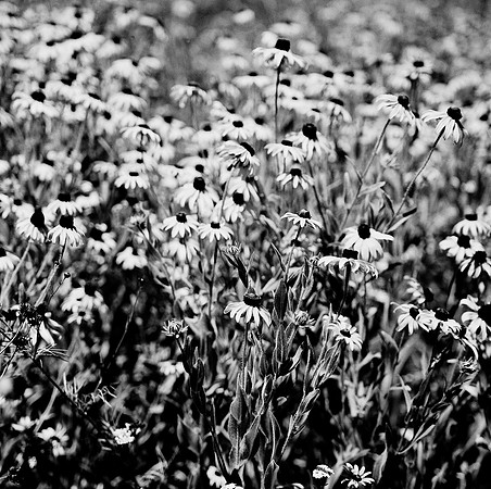 2383_FM_BW_SQ_Napa_CA_02_1.jpg