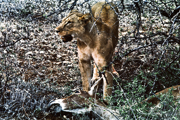 55447_SL_COLOR_LIONS_SUMBURU_KENYA_AFRICA_1989_19