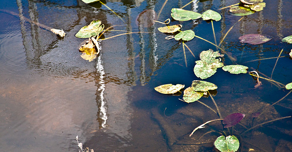 2527_EVERGLADES_MIAMI_FLORIDA_AOM_20090315__A0M1164