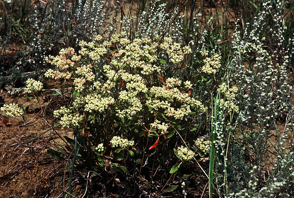 47497_B6_SL_COLOR_TRINIDAD_TO_HWY12_LOOP_SEGUNDO_BIG_PINE_RANCH_CO_97_11.jpg