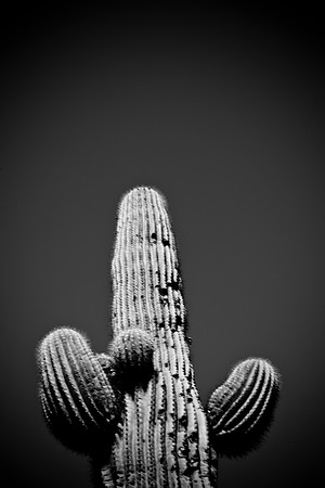 0031_La_Arizona_5L8Y5446